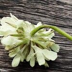 Scabiosa ochroleuca 花