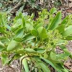Myodocarpus simplicifolius Hábito