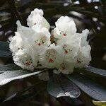 Rhododendron grande Çiçek