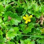 Ranunculus muricatus 叶