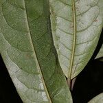 Pera arborea Hostoa