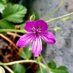 Erodium manescavi ফুল