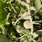 Nonea vesicaria Hoja