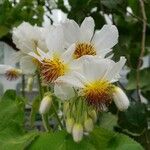 Sparrmannia africana പുഷ്പം