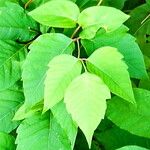 Toxicodendron radicans Folha