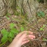 Equisetum pratenseLeaf