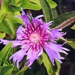 Stokesia laevisFleur