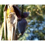 Musa balbisiana Flower