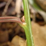 Sclerocroton cornutus Φλοιός