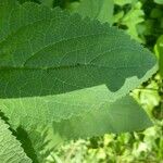 Scrophularia marilandica Leaf