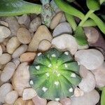 Echinopsis subdenudataАгульны выгляд