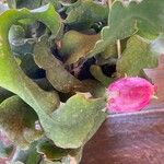 Epiphyllum hookeri Fruit