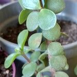 Portulacaria afraFloare