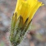 Leontodon crispus Flower