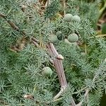Asparagus acutifolius Écorce