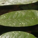 Guatteria tomentosa Frunză