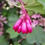 Ribes sanguineum Diğer