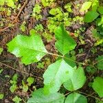 Toxicodendron radicans葉