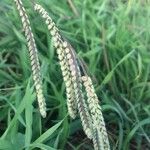 Paspalum dilatatum Плод