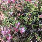 Frankenia corymbosa Hoja
