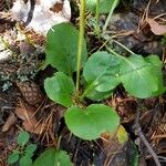 Pyrola minor Leaf