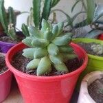 Pachyphytum compactum Liść