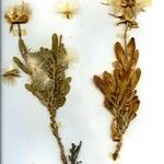 Lopholaena coriifolia Floare