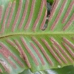 Asplenium scolopendrium Frutto