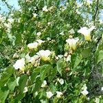 Ipomoea corymbosa Deilen