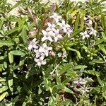 Plocama calabrica Fula