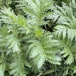 Tanacetum macrophyllum Leaf