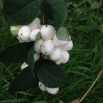 Symphoricarpos albus Fruit