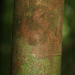 Spirotropis longifolia Corteza