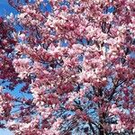 Magnolia × soulangeana Цветок
