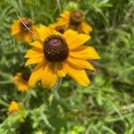 Rudbeckia hirta Blomst