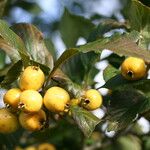 Crataegus gracilior Fruit