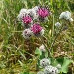 Arctium tomentosum Flower