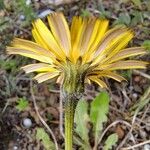 Leontodon tuberosus Flor