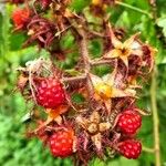 Rubus phoenicolasius Frucht