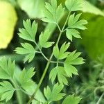 Fumaria capreolata Blatt