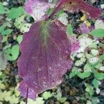 Cornus sanguinea Blatt