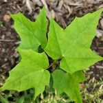 Acer platanoides Листок