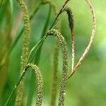 Carex acuta Froito