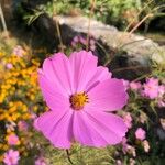 Cosmos bipinnatusFiore