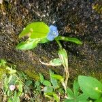 Commelina diffusa Цветок