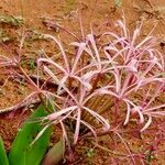 Ammocharis tinneana Flower