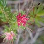 Darwinia fascicularis