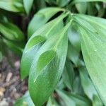 Ruscus hypoglossum Blad