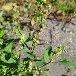 Chenopodium betaceum Ліст