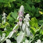 Stachys byzantinaFlor